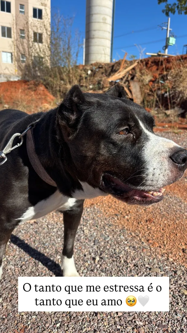 Cachorro raça Pit-Bull idade 6 ou mais anos nome Safira