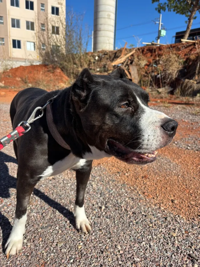 Cachorro raça Pit-Bull idade 6 ou mais anos nome Safira