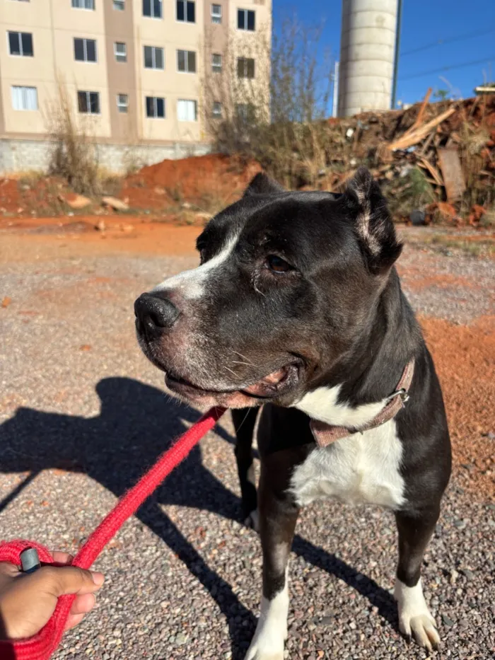 Cachorro raça Pit-Bull idade 6 ou mais anos nome Safira