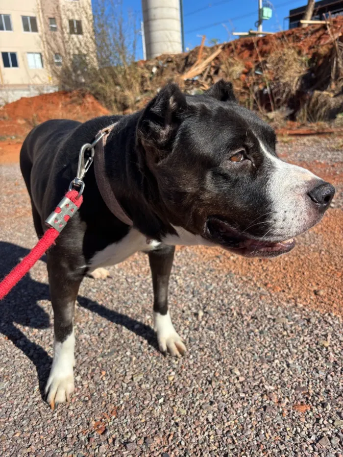 Cachorro raça Pit-Bull idade 6 ou mais anos nome Safira