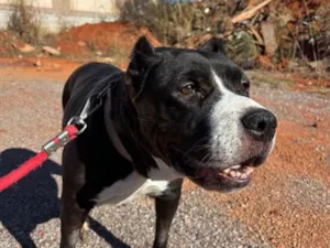 Cachorro raça Pit-Bull idade 6 ou mais anos nome Safira