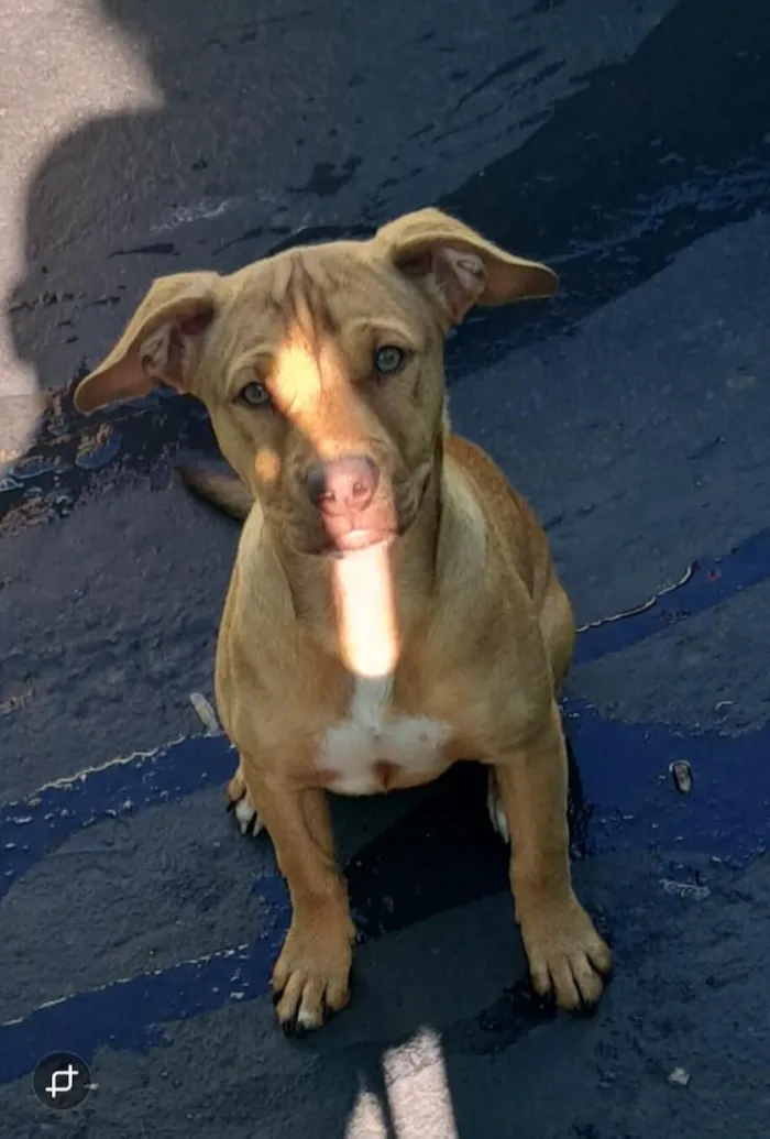 Cachorro raça Pit-Bull idade 2 a 6 meses nome sem nome