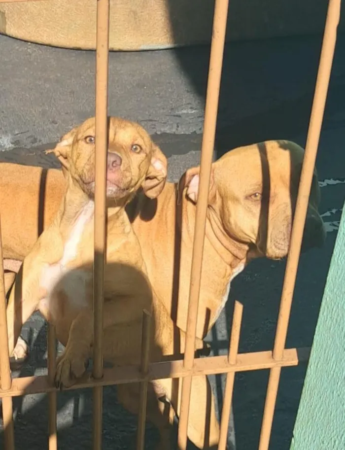 Cachorro raça Pit-Bull idade 2 a 6 meses nome sem nome