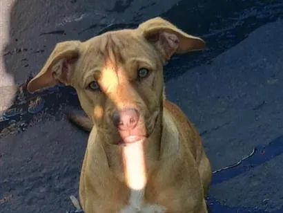 Cachorro raça Pit-Bull idade 2 a 6 meses nome sem nome