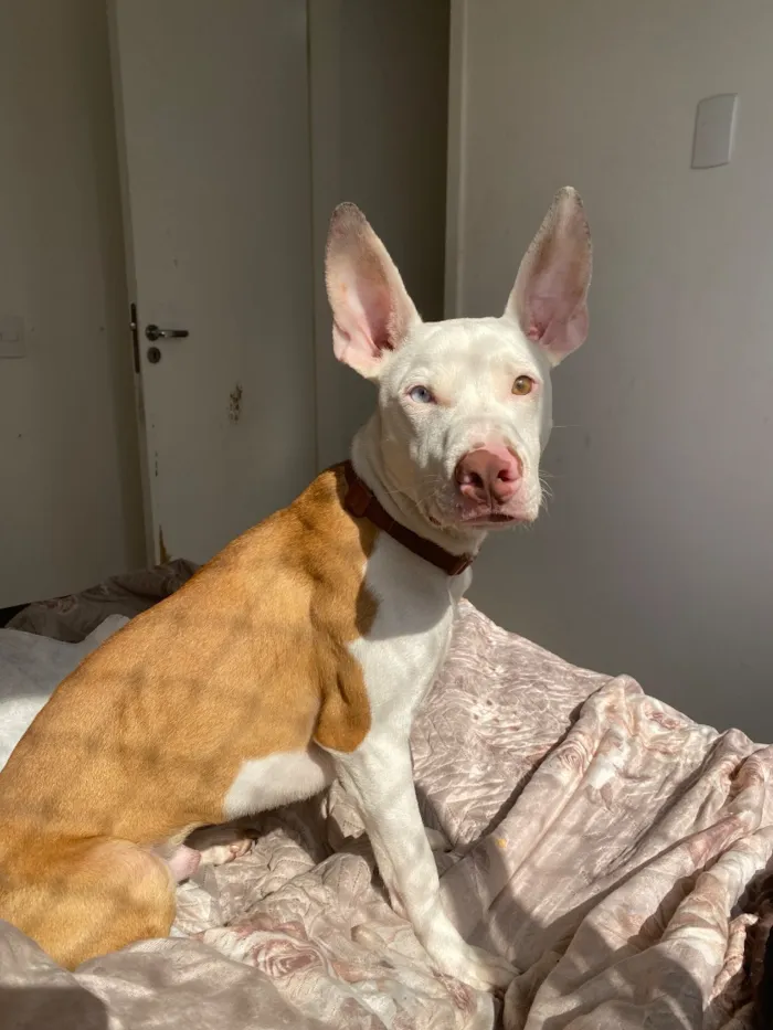 Cachorro raça Pit-Bull idade 7 a 11 meses nome Zion