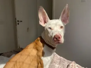 Cachorro raça Pit-Bull idade 7 a 11 meses nome Zion