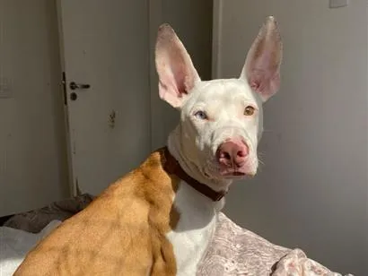 Cachorro raça Pit-Bull idade 7 a 11 meses nome Zion
