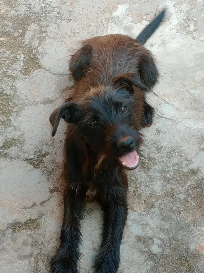 Cachorro raça SRD-ViraLata idade 1 ano nome Neguinha