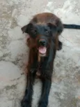 Neguinha