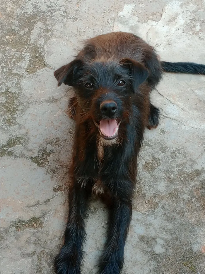 Cachorro raça SRD-ViraLata idade 1 ano nome Neguinha