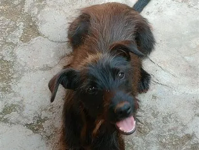 Cachorro raça SRD-ViraLata idade 1 ano nome Neguinha