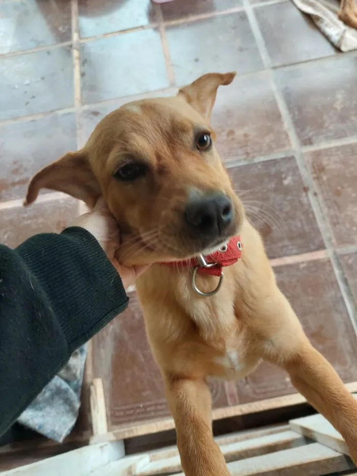 Cachorro raça SRD-ViraLata idade 7 a 11 meses nome Bela