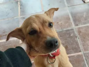 Cachorro raça SRD-ViraLata idade 7 a 11 meses nome Bela