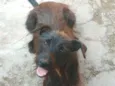 Neguinha
