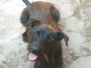 Cachorro raça SRD-ViraLata idade 1 ano nome Neguinha