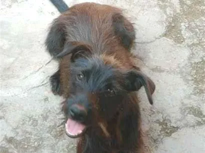 Cachorro raça SRD-ViraLata idade 1 ano nome Neguinha