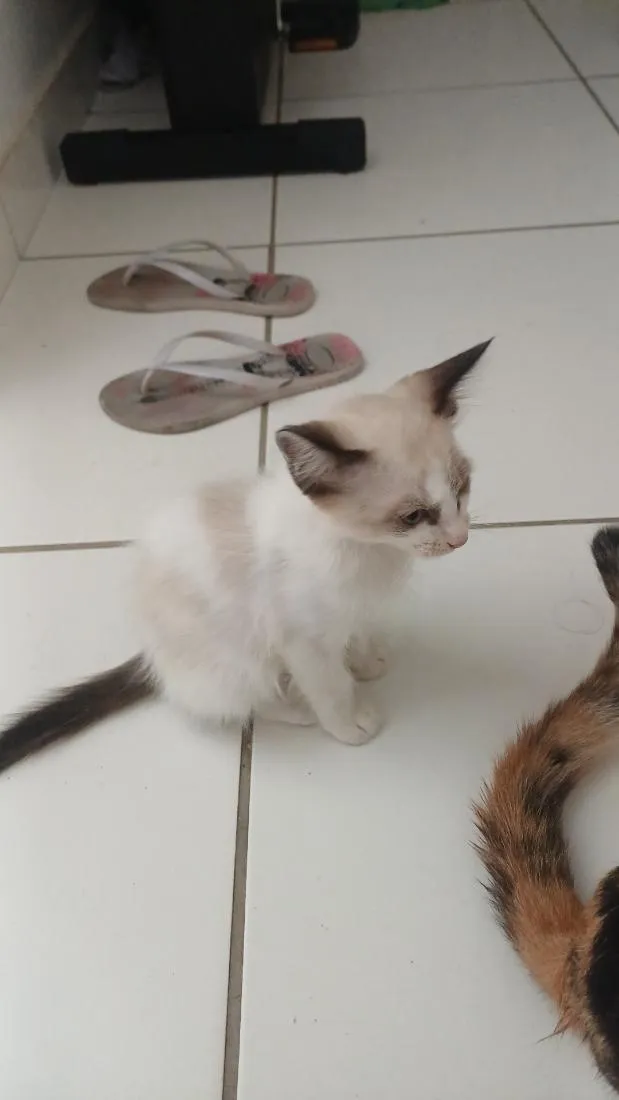 Gato raça SRD-ViraLata idade 2 a 6 meses nome branquinha
