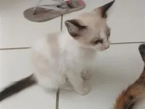 Gato raça SRD-ViraLata idade 2 a 6 meses nome branquinha