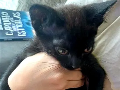 Gato raça SRD-ViraLata idade 2 a 6 meses nome pretinho