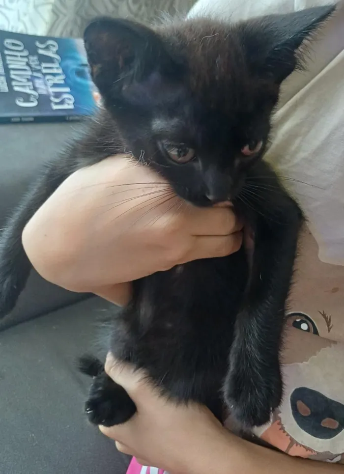 Gato raça SRD-ViraLata idade 2 a 6 meses nome pretinho