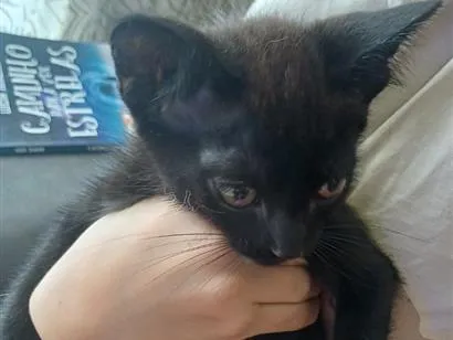 Gato raça SRD-ViraLata idade 2 a 6 meses nome pretinho