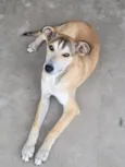 Zeus 