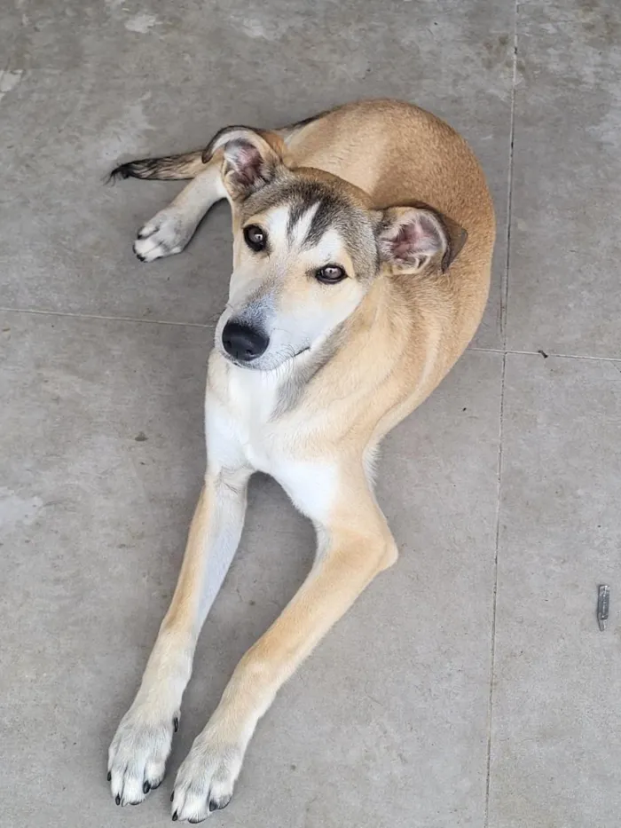 Cachorro raça SRD-ViraLata idade 2 a 6 meses nome Zeus 