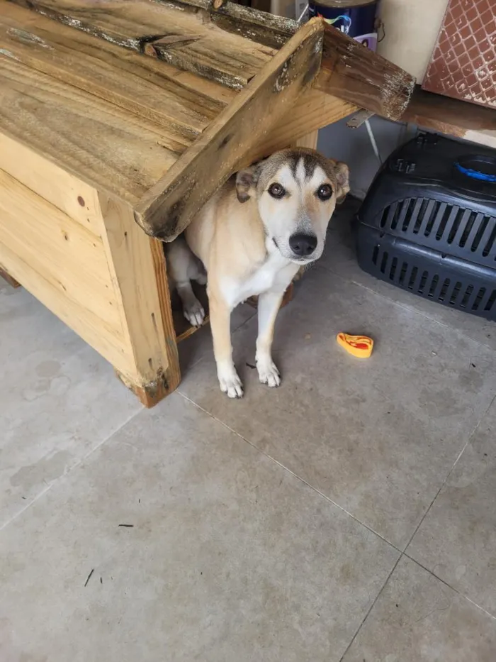 Cachorro raça SRD-ViraLata idade 2 a 6 meses nome Zeus 