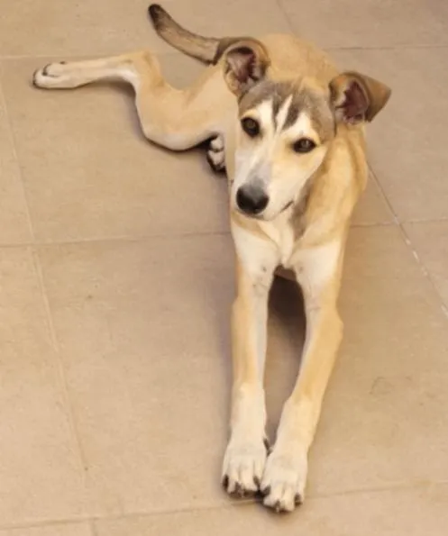 Cachorro raça SRD-ViraLata idade 2 a 6 meses nome Zeus 