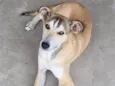 Zeus 