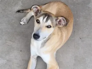 Cachorro raça SRD-ViraLata idade 2 a 6 meses nome Zeus 