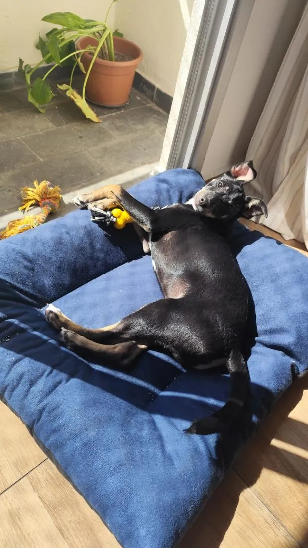 Cachorro raça SRD-ViraLata idade 2 a 6 meses nome Pitico