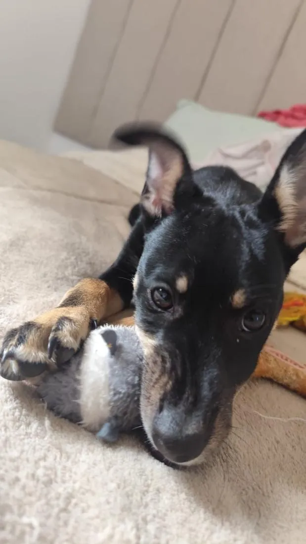 Cachorro raça SRD-ViraLata idade 2 a 6 meses nome Pitico