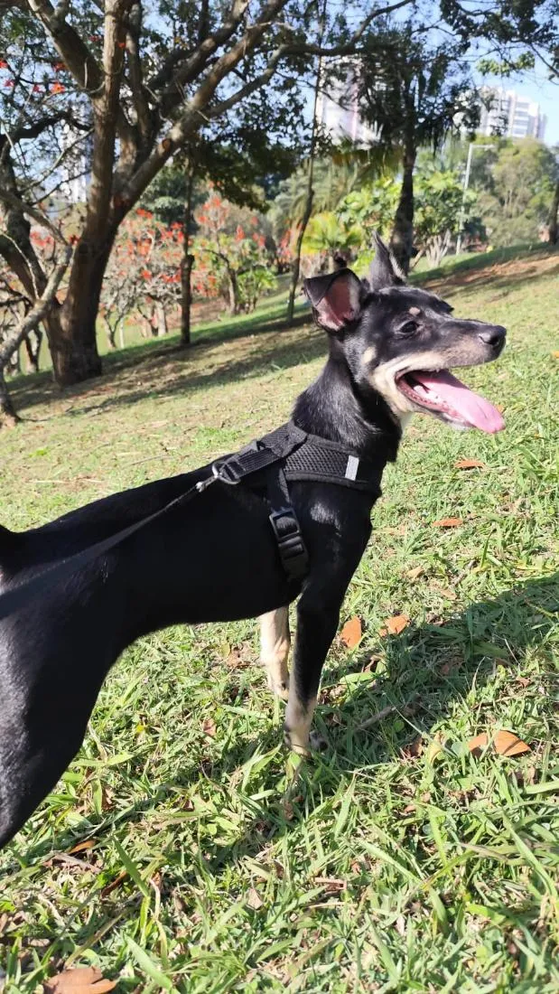 Cachorro raça SRD-ViraLata idade 2 a 6 meses nome Pitico