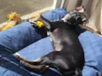 Pitico