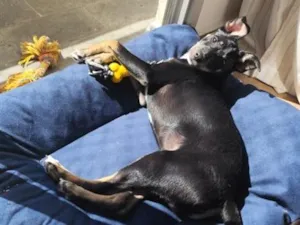 Cachorro raça SRD-ViraLata idade 2 a 6 meses nome Pitico