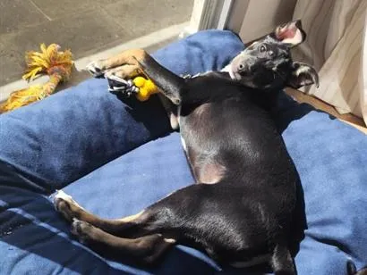 Cachorro raça SRD-ViraLata idade 2 a 6 meses nome Pitico