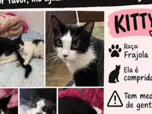 Gato raça SRD-ViraLata idade 1 ano nome Kitty