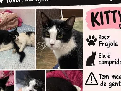 Gato raça SRD-ViraLata idade 1 ano nome Kitty