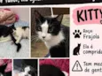 Kitty