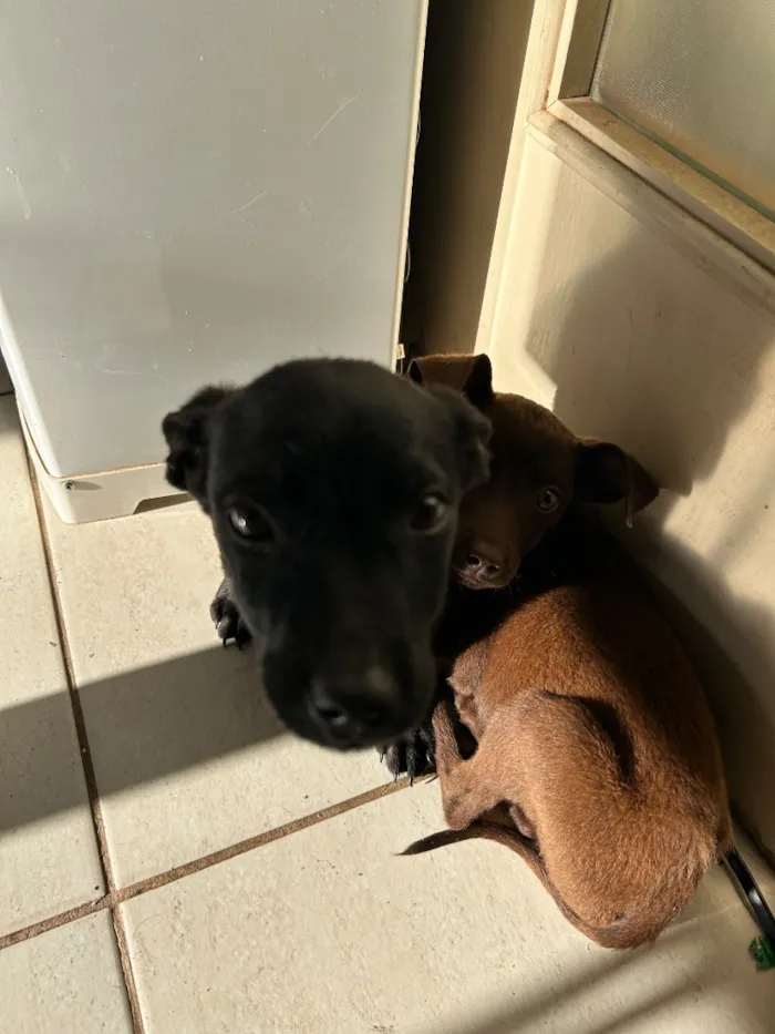 Cachorro raça SRD-ViraLata idade 7 a 11 meses nome neguinho e lala
