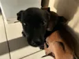 neguinho e lala