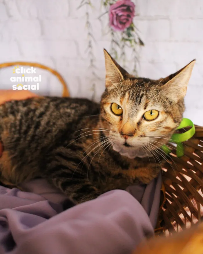 Gato raça SRD-ViraLata idade 7 a 11 meses nome Soraia