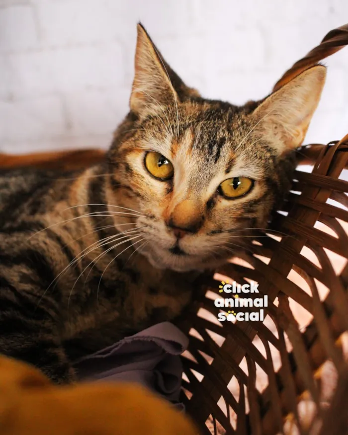 Gato raça SRD-ViraLata idade 7 a 11 meses nome Soraia