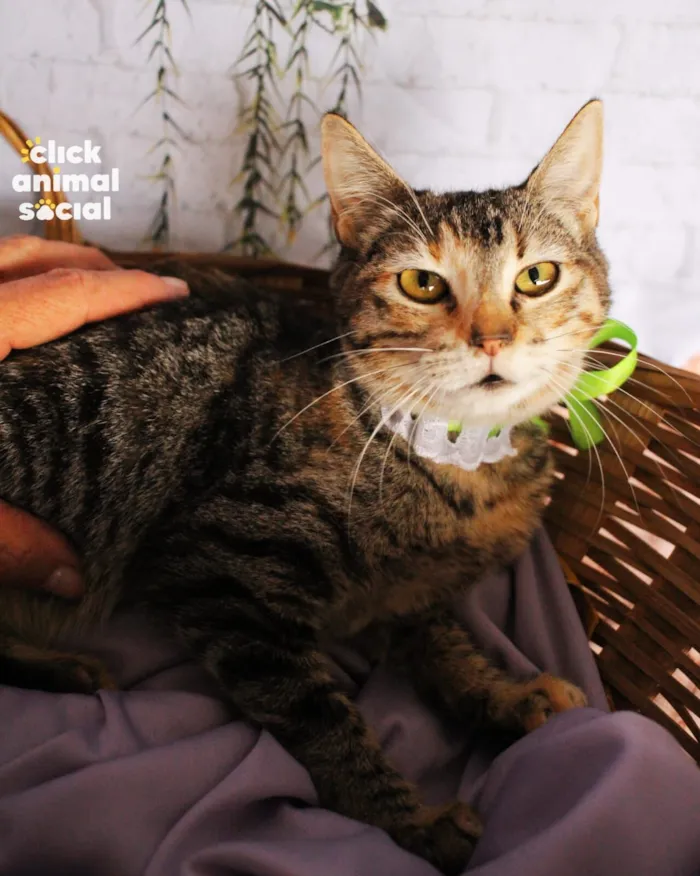 Gato raça SRD-ViraLata idade 7 a 11 meses nome Soraia