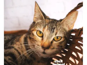 Gato raça SRD-ViraLata idade 7 a 11 meses nome Soraia