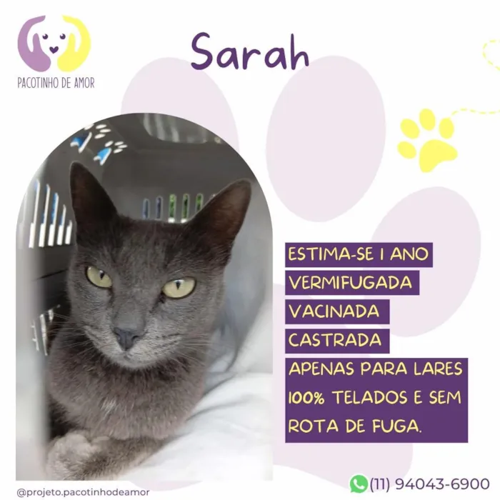 Gato raça SRD-ViraLata idade 1 ano nome Sarah