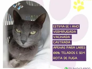 Gato raça SRD-ViraLata idade 1 ano nome Sarah