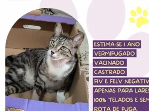 Gato raça SRD-ViraLata idade 1 ano nome Spooky