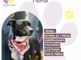 Nina